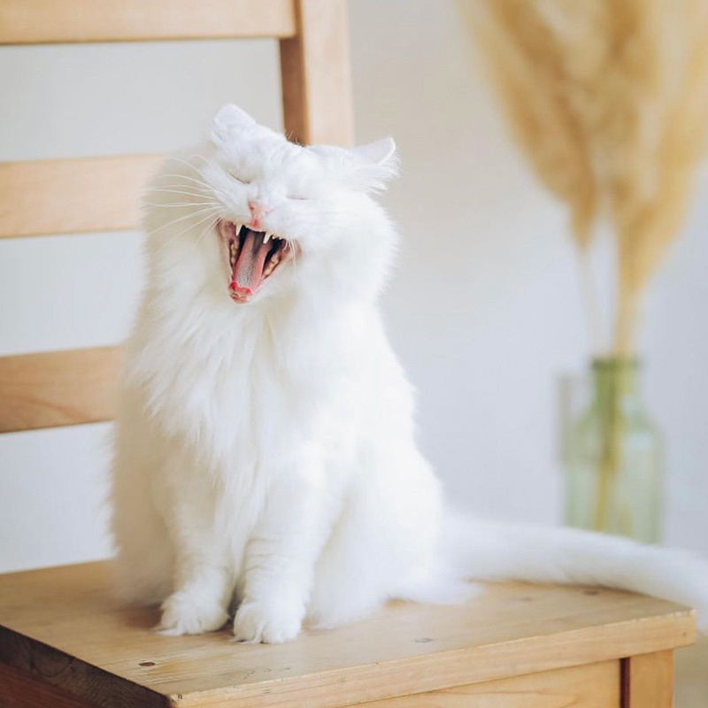 米子市家族写真03